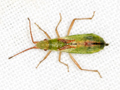 Myrmus miriformis